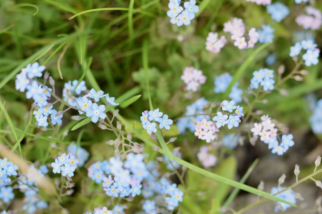 Vergissmeinnicht Frühblüher